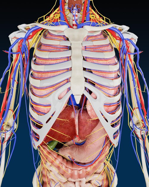 Anatomie des organes humains