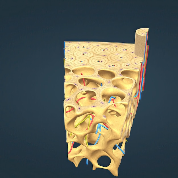 Anatomie de la vue microscopique des os longs