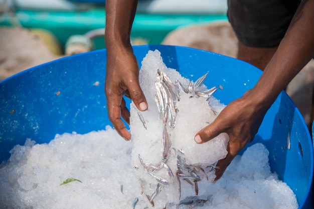 Anchois frais poisson sur glace en mâle, Maldives