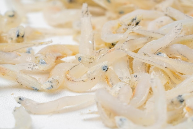 Anchois frais séchés sur fond blanc Poissons de mer salés secs crus Poissons fourragers d'eau salée