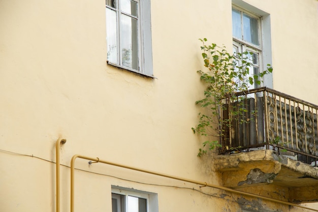 Sur l'ancien balcon a spontanément poussé un arbre