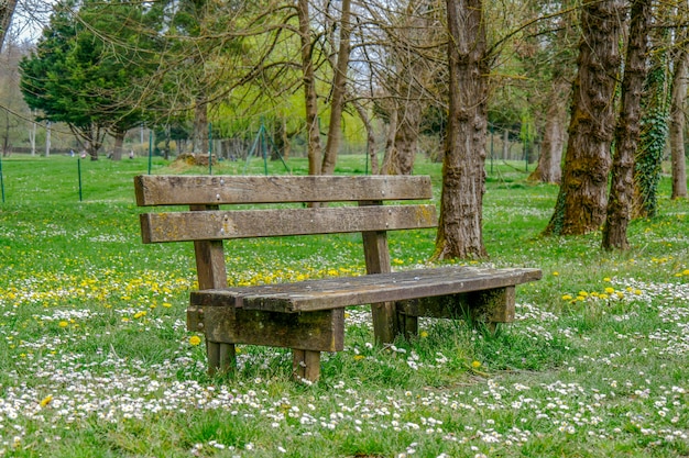 Ancien banc public en bois avec marguerites