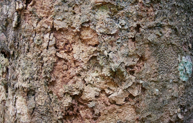 L&#39;ancien bois naturel en mauvais état de la texture de l&#39;écorce des arbres sert de fond naturel