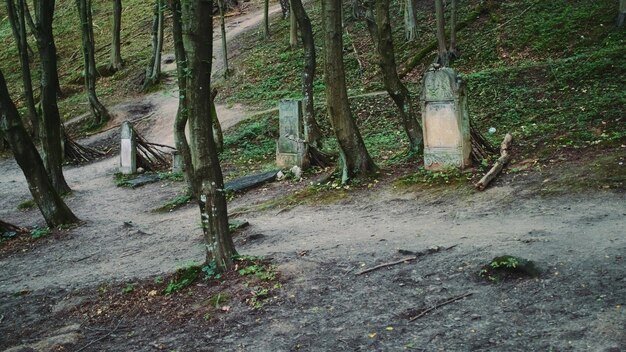 Ancien cimetière avec pierres tombales juives