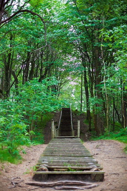 Ancien escalier en bois dans la forêt de Klaipeda, Lituanie