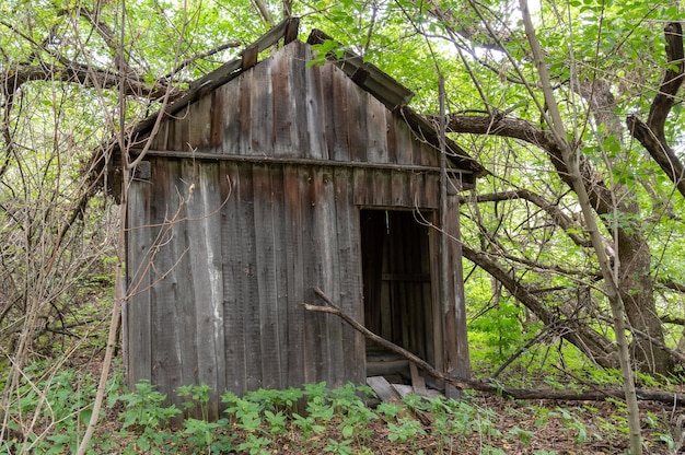 Ancien hangar en bois dans la forêt Toilettes en bois dans la forêt Construction abandonnée