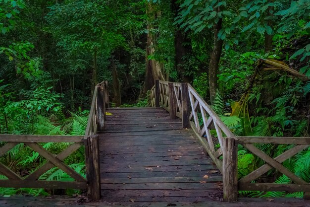 Photo un ancien pont en bois qui s'étend dans la forêt pour servir de sentier naturel