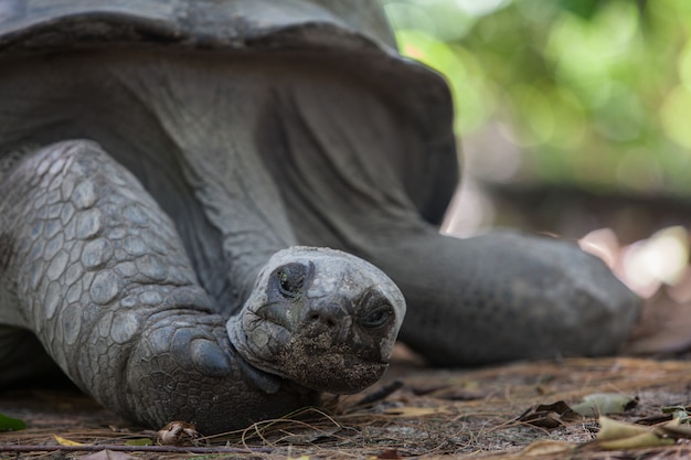 Ancien portrait de tortue géante. Photo de haute qualité