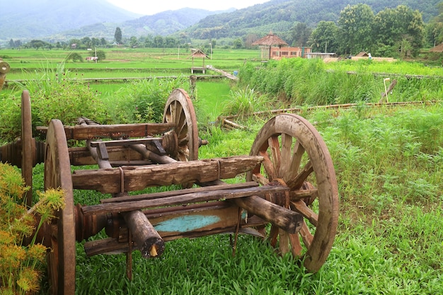 Ancienne charrette à bœufs en bois dans la rizière verte