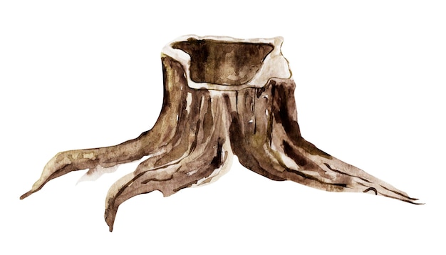 Ancienne illustration aquarelle de souche en bois