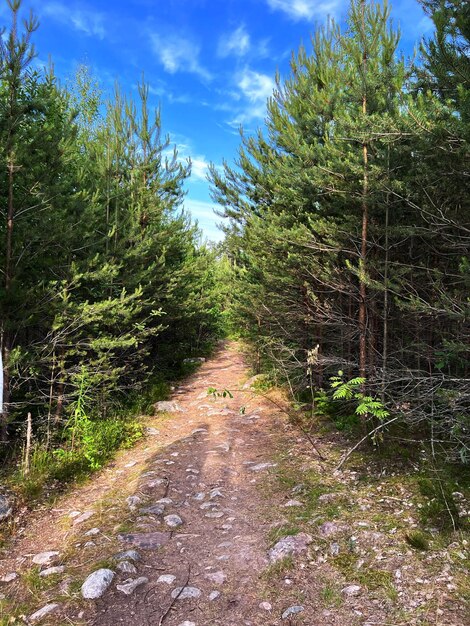 Ancienne route de snote dans la forêt de Carélie Russie Chemin de randonnée