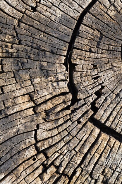 Ancienne surface en bois usée avec le temps et détruite par les conditions de la nature