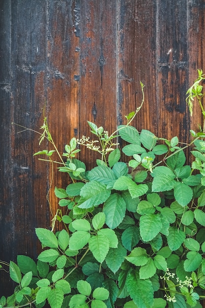 Anciennes portes et plantes vertes