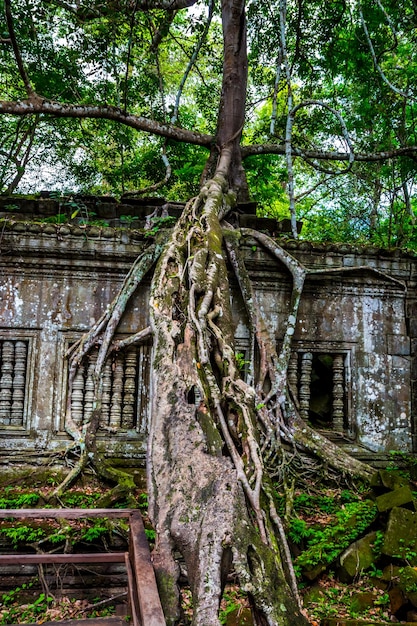 Les anciennes ruines et les énormes racines d'arbres anciens mur de pierre couvert par de grandes racines darbres au temple de Beng Mealea ou Bung Mealea dans le complexe d'AngkorSiem ReapCambodge