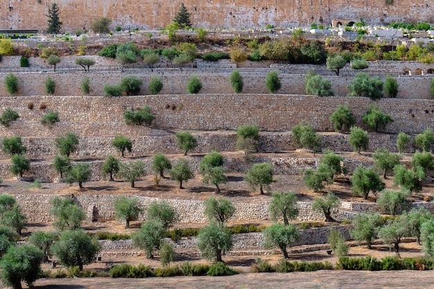 Anciennes terrasses de la vallée du Kidron avec de beaux oliviers qui poussent sur eux dans la vieille ville de Jérusalem, Israël