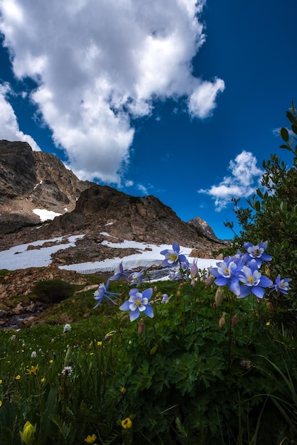 Ancolie du Colorado Aquilegia caerulea Blue Lake