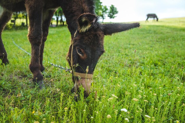 L'âne broute à la ferme. Mise au point sélective.