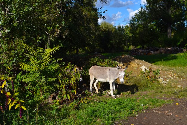 âne à la campagne