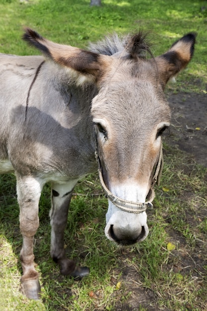 Âne à la ferme, un portrait