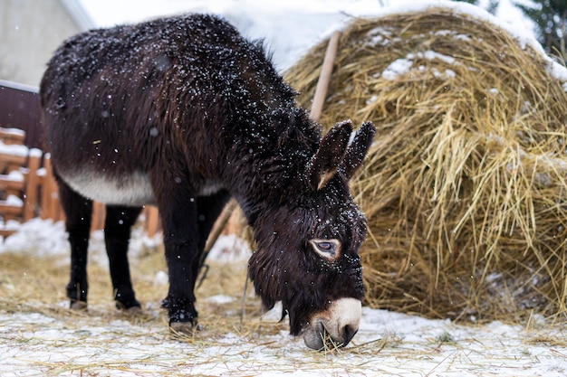 Un âne Mangeant Du Foin De La Neige Au Jour De Neige D'hiver. Animal à La Ferme, Rancho