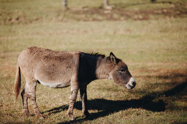 Âne, manger, herbe, Dehors, gros plan