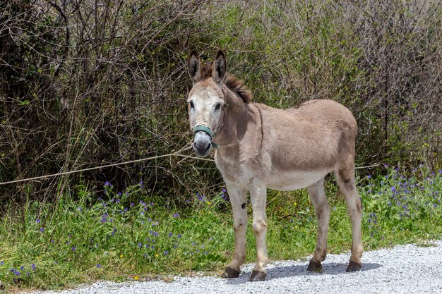 Un âne se tient près de la clôture près de la route