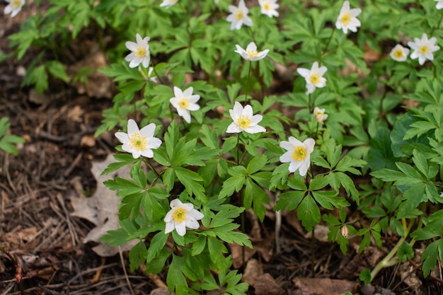 Anémone anémone dans le jardin dans la nature