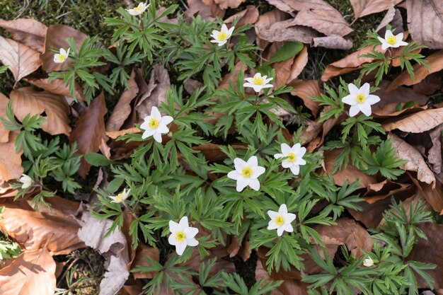 Anémone blanche Nemorosa