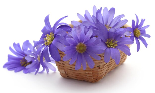 Anemone Blanda Blue Shades ou Windflowers grecs