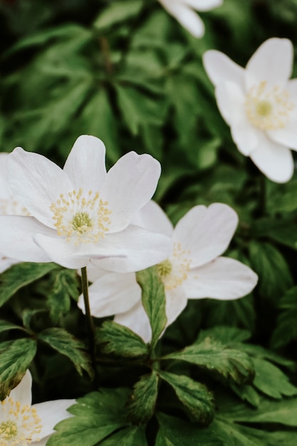 Anémone Des Bois En Fleurs à L'état Sauvage