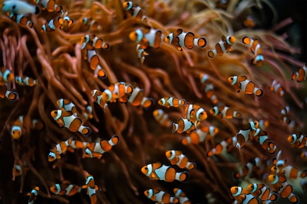 Anémone clown Amphiprion ocellaris