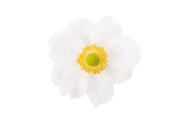 Anémone fleur rose isolé sur fond blanc