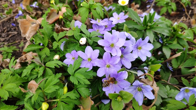 Anémone lilas et blanche dans un jardin botanique