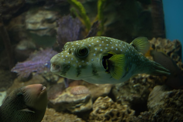 Anémone de mer et poisson clown dans l'aquarium marin Sur fond noir