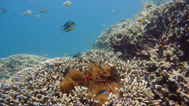 Photo anémone de mer et poisson clown sur les récifs coralliens poissons tropicaux monde sous-marin plongée et plongée en apnée sur c