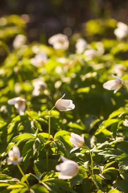 Anemone nemorosa dans une forêt de printemps sauvage Belles fleurs sauvages blanches