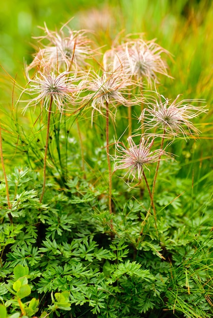 L'anémone pulsatille sur la prairie de montagne après la floraison