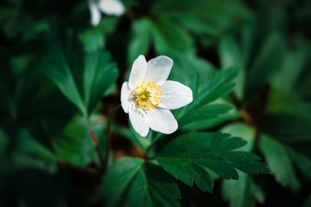 Anemone sylvestris.