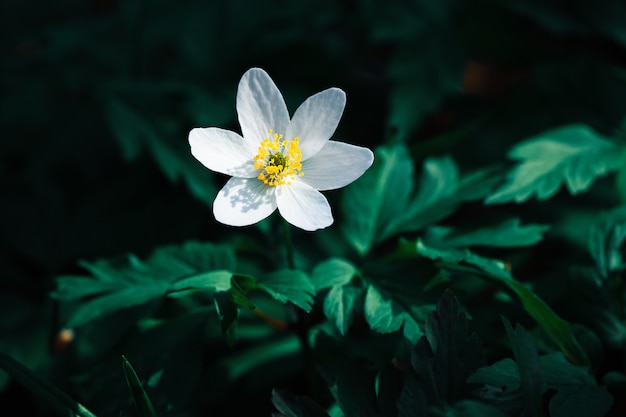 Anemone sylvestris.