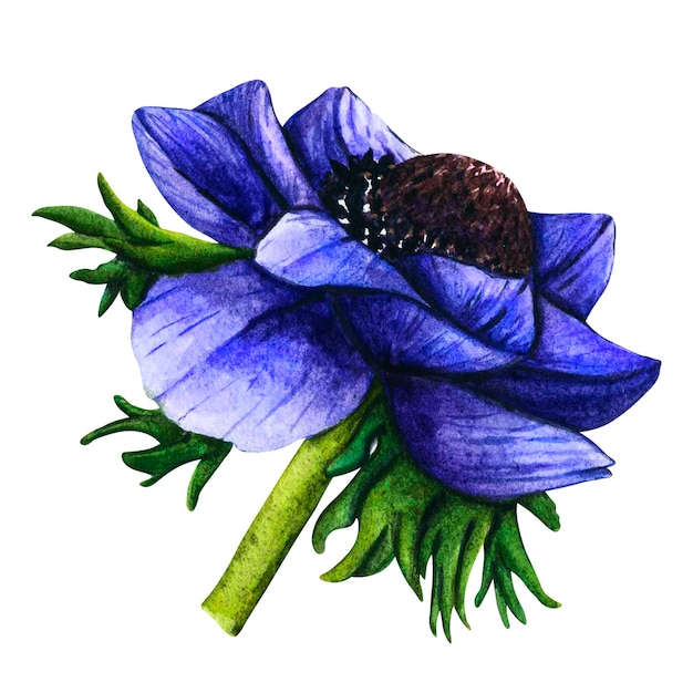 Anémone violette de fleurs aquarelles dessinées à la main sur fond blanc Illustration botanique florale de printemps isolée pour cartes de voeux invitation de mariage anniversaire et cartes de fête des mères