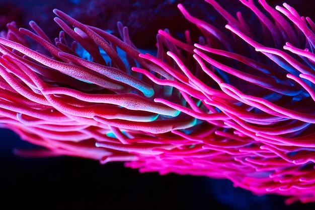 Anémones. Coraux dans un aquarium marin.