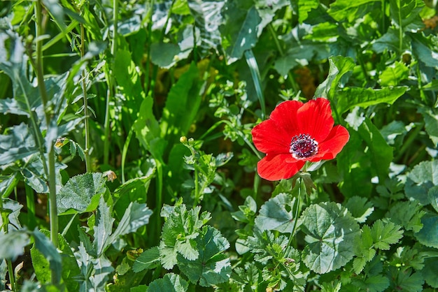 Des anémones rouges fleurissent dans un champ vibrant avec des fleurs jaunes et violettes sous le soleil.