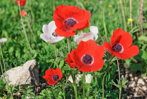 Anémones rouges sur fond de plantes vertes