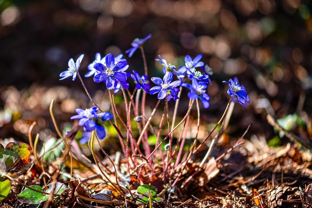 Anemonoides blanda syn Anemone blanda l'anémone des Balkans windflower close up selective focus