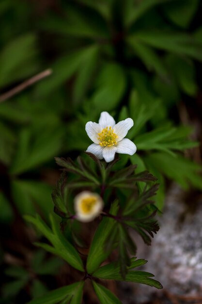 Anemonoides nemorosa syn Anemone nemorosa l'anémone des bois est une plante à fleurs earlyspring