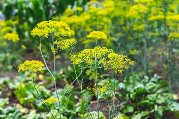 Aneth sur les lits Inflorescence d'aneth dans le champ culture d'aneth