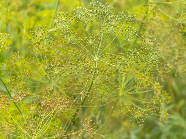 Aneth mûr vert dans le jardin Graines d'aneth parfumé Graines de fenouil frais