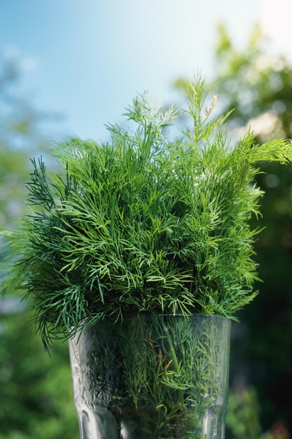 Aneth vert gros plan sur fond de nature