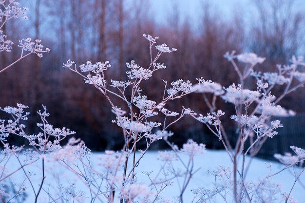 Angélique glacée dans le froid de l'hiver