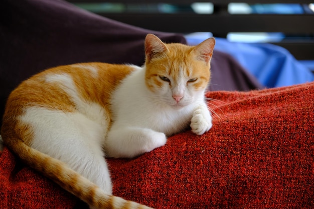 Photo angle complet du corps d'un beau chat blanc de couleur orange.